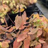 Epimedium grandiflorum 'Koji'